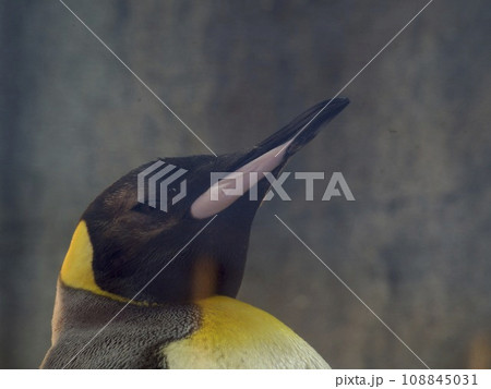 おうさまペンギン おうさまペンギン 108845031