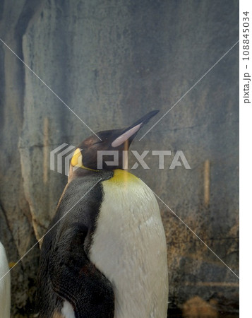 おうさまペンギン おうさまペンギン 108845034
