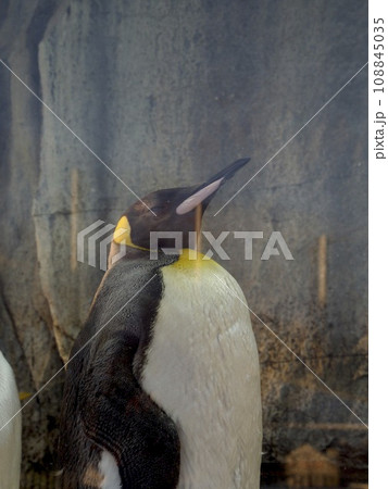 おうさまペンギン 108845035