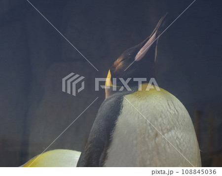 おうさまペンギン おうさまペンギン 108845036