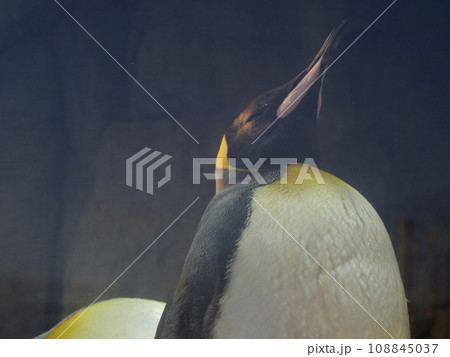 おうさまペンギン おうさまペンギン 108845037