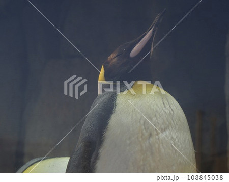 おうさまペンギン おうさまペンギン 108845038