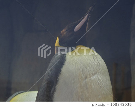 王様ペンギン 王様ペンギン 108845039