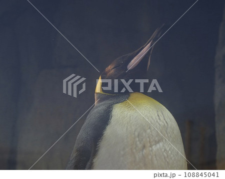 おうさまペンギン おうさまペンギン 108845041
