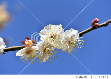 北野天満宮 境内の梅の花 京都市上京区 北野天満宮 境内の梅の花 京都市上京区 108845123