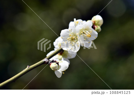 北野天満宮 境内の梅の花 京都市上京区 北野天満宮 境内の梅の花 京都市上京区 108845125