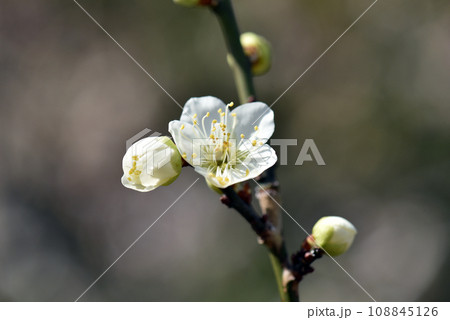 北野天満宮 境内の梅の花 京都市上京区 北野天満宮 境内の梅の花 京都市上京区 108845126