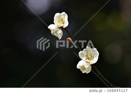 北野天満宮 境内の梅の花 京都市上京区 北野天満宮 境内の梅の花 京都市上京区 108845127