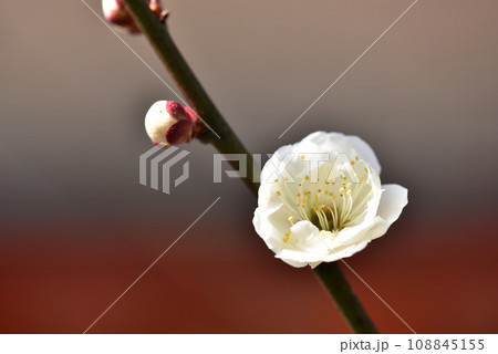 北野天満宮 境内の梅の花 京都市上京区 北野天満宮 境内の梅の花 京都市上京区 108845155