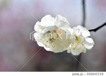 北野天満宮 境内の梅の花 京都市上京区 北野天満宮 境内の梅の花 京都市上京区 108845159