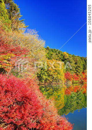 秋の南伊奈ヶ湖 108845205