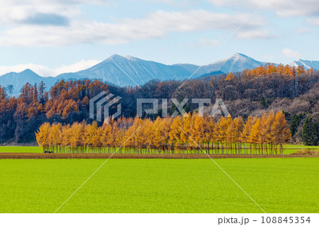 カラ松の紅葉 108845354