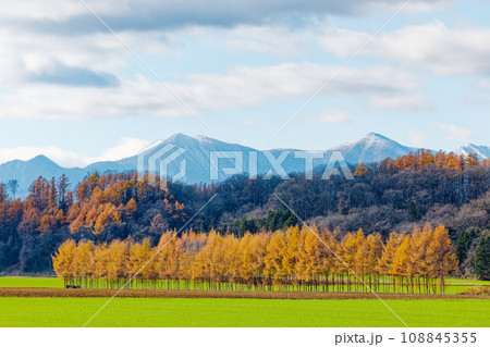 カラ松の紅葉 108845355