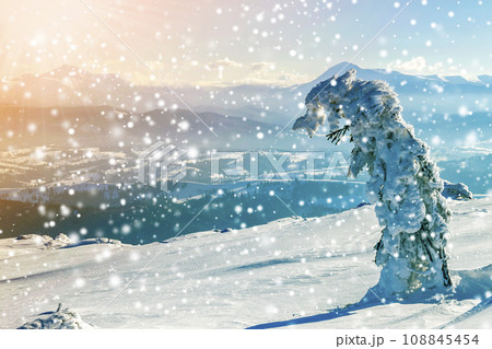 Snow covered bent little pine tree in winter mountains. Arctic landscape. Colorful outdoor scene, Happy New Year celebration concept. Artistic style post processed photo. Snow covered bent little pine tree in winter mountains. Arctic landscape. Colorful outdoor scene, Happy New Year celebration concept. Artistic style post processed photo. 108845454