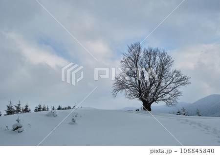 Moody winter landscape with dark bare tree on covered with fresh fallen snow field in wintry mountains on cold gloomy day. Moody winter landscape with dark bare tree on covered with fresh fallen snow field in wintry mountains on cold gloomy day. 108845840