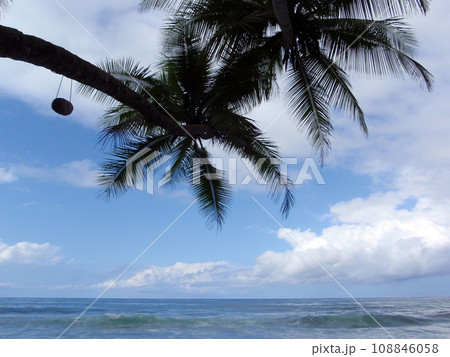 Coconut trees overhang the lapping waves of the ocean Coconut trees overhang the lapping waves of the ocean 108846058
