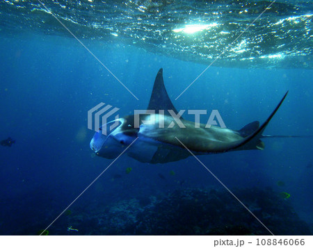 Manta Ray swims in Hanamau Bay Manta Ray swims in Hanamau Bay 108846066