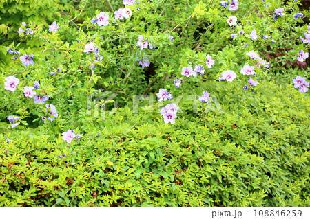 ムクゲの花 ムクゲの花 108846259