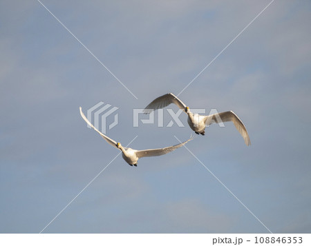 空を飛ぶ二羽の白鳥 108846353