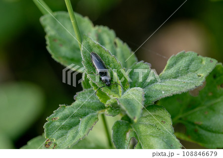 Beetle Ctenicera pectinicornis crawling on a stalk of grass .Insects are very active during the day Beetle Ctenicera pectinicornis crawling on a stalk of grass .Insects are very active during the day 108846679