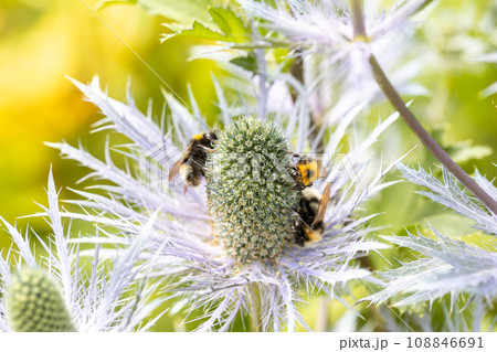 Eryngium alpinum 'Blue Jackpot' also known as Blue Sea Holly 108846691