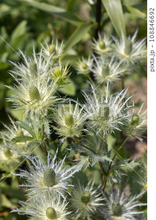 Eryngium alpinum 'Blue Jackpot' also known as Blue Sea Holly 108846692