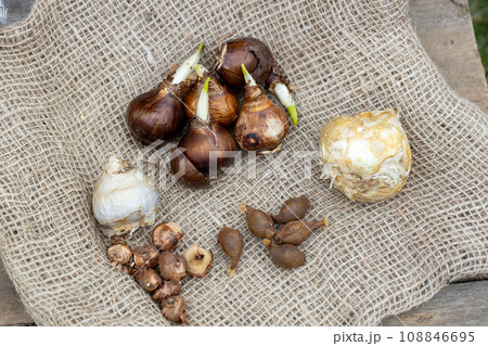 Preparing for planting in autumn on burlap flower bulbs of daffodils, tulips, hazel grouse. Preparing for planting in autumn on burlap flower bulbs of daffodils, tulips, hazel grouse. 108846695