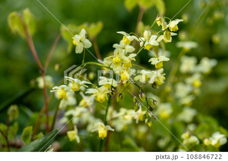 Epimedium Fukujuji close up flowered yellow blossoms in the garden in spring. 108846722