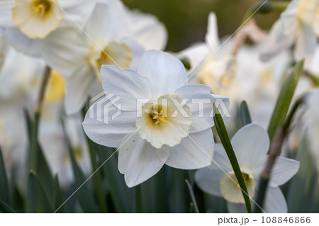 Close-up of white narcissus flowers (Narcissus poeticus) in spring garden Close-up of white narcissus flowers (Narcissus poeticus) in spring garden 108846866