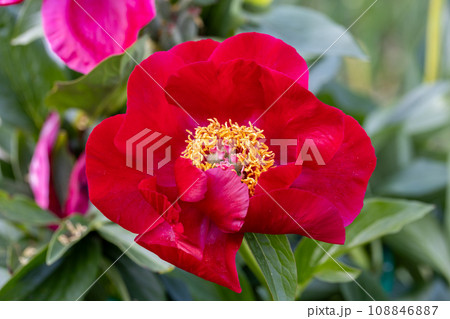Peony variety The Mackinac Grand. Bright red peony flowers, close-up 108846887