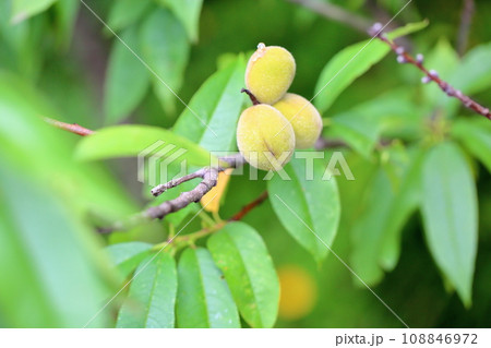 アンズの実 アンズの実 108846972