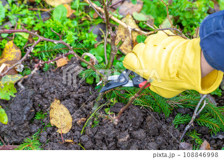 Pruning rose bushes in the fall. Garden work. The pruner in the hands of the gardener. Pruning rose bushes in the fall. Garden work. The pruner in the hands of the gardener. 108846998