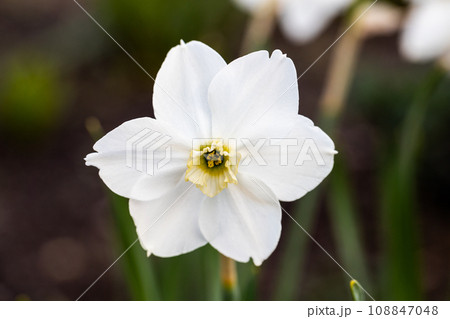 Close-up of white narcissus flowers (Narcissus poeticus) in spring garden 108847048