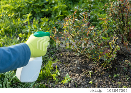 Treatment of roses from pests, aphids and fungi. Remedy for roses from diseases and pests. 108847095