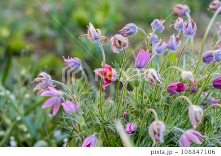 Pulsatilla vulgaris Lumbago flowering in the garden. Dream-grass flowers blooming in the spring. Pulsatilla vulgaris Lumbago flowering in the garden. Dream-grass flowers blooming in the spring. 108847106