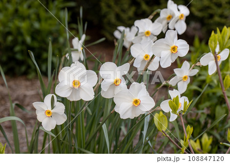 Close-up of white narcissus flowers (Narcissus poeticus) in spring garden. Beautiful daffodils against green bokeh background. Close-up of white narcissus flowers (Narcissus poeticus) in spring garden. Beautiful daffodils against green bokeh background. 108847120