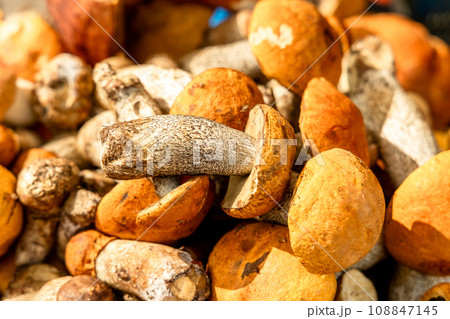 Mushrooms cut in the woods. Mushroom boletus edilus. Popular white Boletus mushrooms in forest 108847145