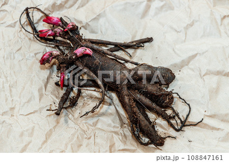 Planting peony bartzella roots into the ground 108847161