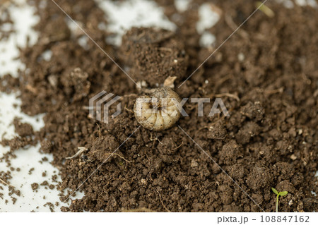 Winter pest insect pest Agrotis segetum Winter pest insect pest Agrotis segetum 108847162