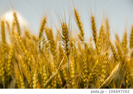 Close up of ripe wheat ears against beautiful sky with clouds. Close up of ripe wheat ears against beautiful sky with clouds. 108847202