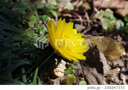 新春の幸せの黄色い花、福寿草 新春の幸せの黄色い花、福寿草 108847355