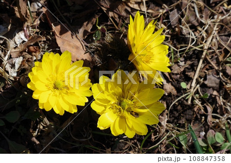 新春の幸せの黄色い花、福寿草 新春の幸せの黄色い花、福寿草 108847358