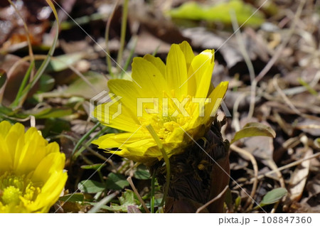 新春の幸せの黄色い花、福寿草 新春の幸せの黄色い花、福寿草 108847360