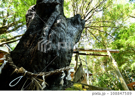 龍神宮(龍神山)の神木、ウバメガシ　【和歌山県田辺市上秋津】 108847589