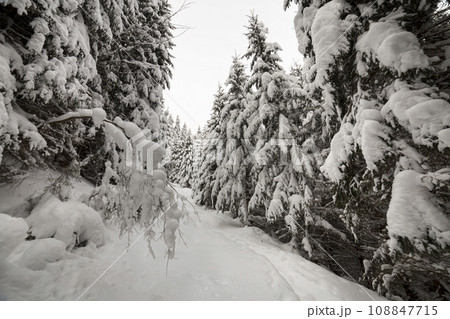 Beautiful winter landscape. Dense mountain forest with tall dark green spruce, path in white clean deep snow on bright frosty winter day. Beautiful winter landscape. Dense mountain forest with tall dark green spruce, path in white clean deep snow on bright frosty winter day. 108847715