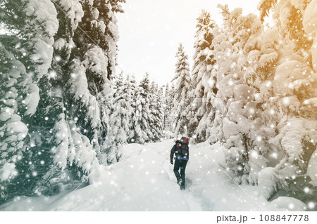 Back view of tourist hiker with backpack walking in white clean deep snow on bright frosty winter day in mountain forest with tall dark green spruce. Back view of tourist hiker with backpack walking in white clean deep snow on bright frosty winter day in mountain forest with tall dark green spruce. 108847778