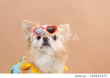 ハートの赤いサングラスをおでこにかけるチワワ ハートの赤いサングラスをおでこにかけるチワワ 108847871