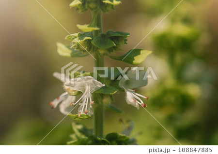 Green basil blooming with white flowers on a sunny day. Basil plant in the garden. 108847885
