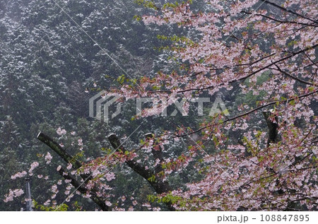 雪の日の桜・吹雪く中、満開に咲く桜 108847895