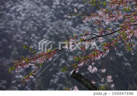 雪の日の桜・吹雪く中、満開に咲く桜 108847896